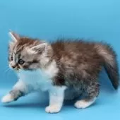 サイベリアン【埼玉県・女の子・2025年9月9日・シルバータビー&ホワイト】の写真4