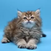 サイベリアン【埼玉県・男の子・2025年7月25日・ブラウンタビー】の写真4