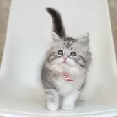 サイベリアン【埼玉県・男の子・2024年11月4日・シルバータビー】の写真5