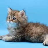 サイベリアン【埼玉県・男の子・2025年7月25日・ブラウンタビー】の写真5