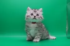 サイベリアン【埼玉県・男の子・2025年10月28日・シルバータビー】の写真5