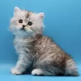 サイベリアン【埼玉県・男の子・2025年7月25日・シルバータビー】の写真6