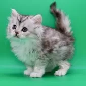 サイベリアン【埼玉県・女の子・2025年10月28日・ダイリュートキャリコ】の写真6