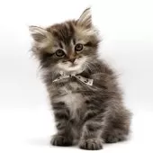 サイベリアン【埼玉県・女の子・2025年6月19日・ブラウンタビー】の写真6