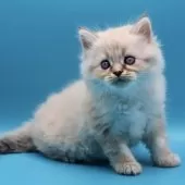 サイベリアン【埼玉県・男の子・2025年9月9日・ネヴァマスカレード】の写真14