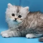 サイベリアン【埼玉県・男の子・2025年7月25日・シルバータビー】の写真8