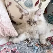 サイベリアン【埼玉県・男の子・2025年9月9日・ネヴァマスカレード】の写真4