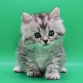 サイベリアン【埼玉県・男の子・2025年10月28日・シルバータビー】の写真8