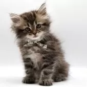 サイベリアン【埼玉県・女の子・2025年6月19日・ブラウンタビー】の写真7