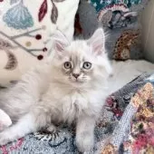 サイベリアン【埼玉県・男の子・2025年9月9日・ネヴァマスカレード】の写真5