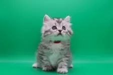 サイベリアン【埼玉県・男の子・2025年10月28日・シルバータビー】の写真9