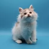 サイベリアン【埼玉県・女の子・2025年7月26日・シルバータビー&ホワイト】の写真9