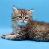 サイベリアン【埼玉県・男の子・2025年7月25日・ブラウンタビー】の写真9