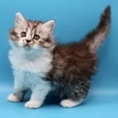 サイベリアン【埼玉県・女の子・2025年9月9日・シルバータビー&ホワイト】の写真9