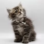 サイベリアン【埼玉県・女の子・2025年6月19日・ブラウンタビー】の写真8