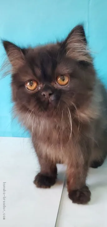 ID：2101-00465の子猫