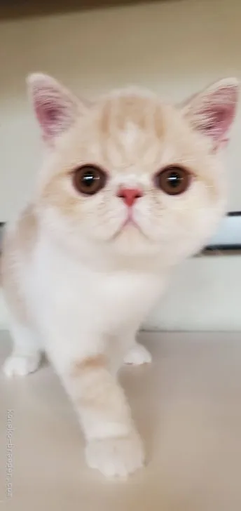 ID:2204-02424の子猫
