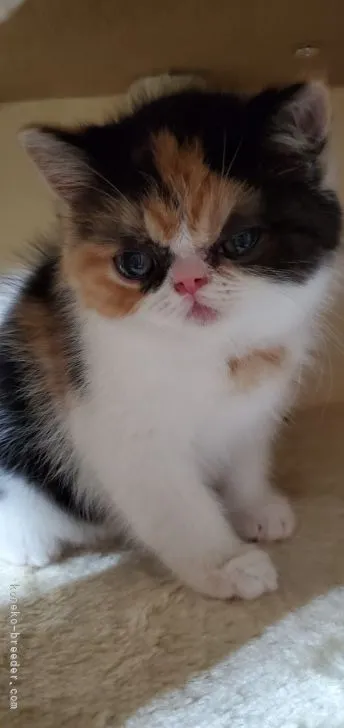 ID：2204-01029の子猫