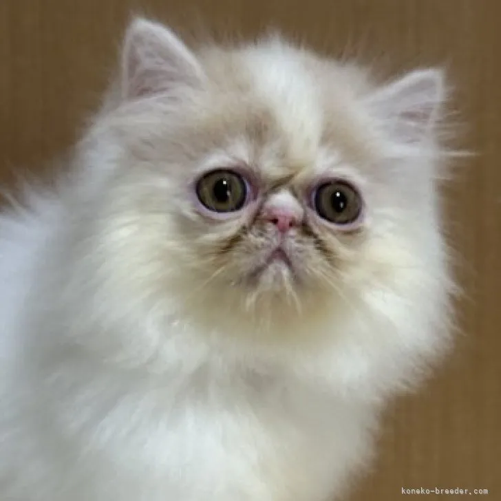 ID：2307-01706の子猫