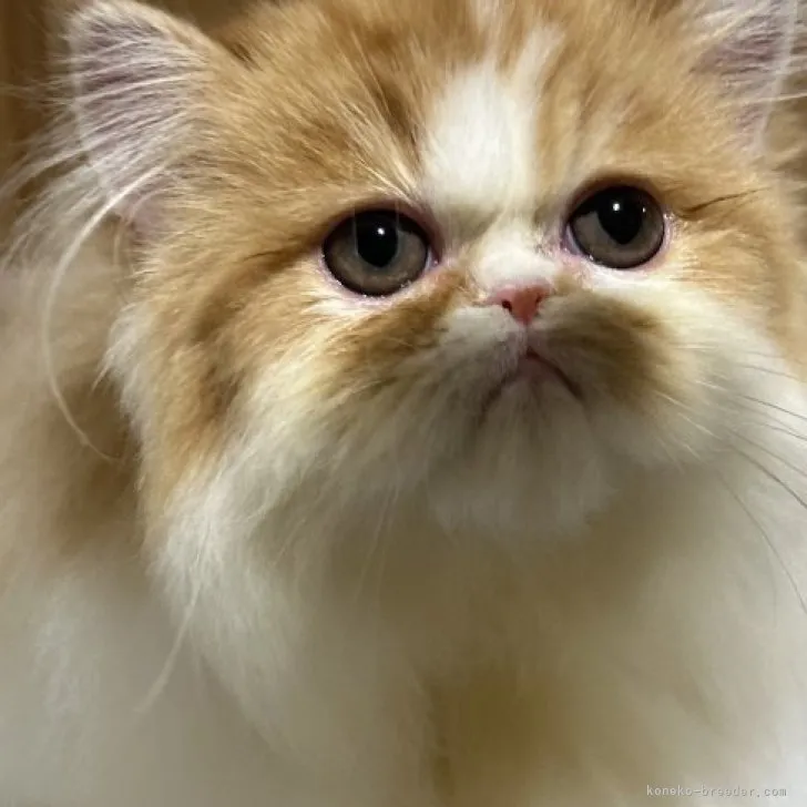 ID：2304-00499の子猫