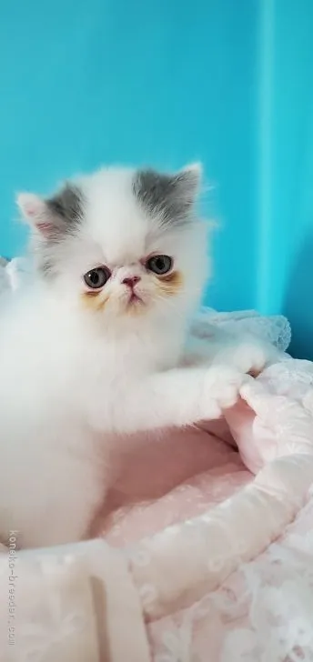 ID：2103-02011の子猫