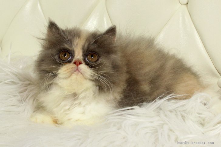 あんじゅ 様のお迎えした子猫