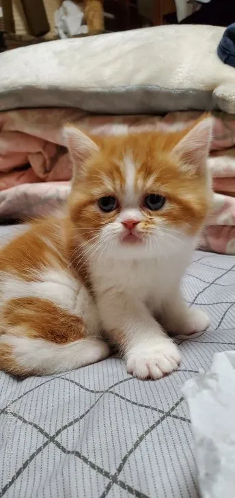 ID:2101-01801の子猫