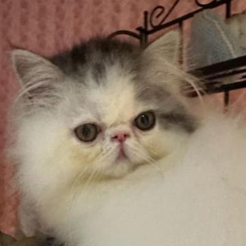 エキゾチックショートヘア【三重県・男の子・2022年9月6日・ブラック&ホワイト（ロングヘア）】の写真「ふわふわでとても可愛い男の子」