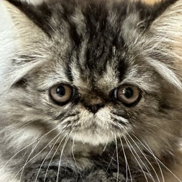 エキゾチックショートヘア【三重県・男の子・2023年6月9日・ブルータビー（ロングヘア）】の写真「ふわふわもこもこ、おめめがくりくりの男の子」