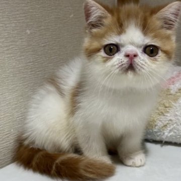 エキゾチックショートヘア【三重県・男の子・2023年5月23日・レッドタビー&ホワイト】の写真「何にでも動じない不思議くん。」