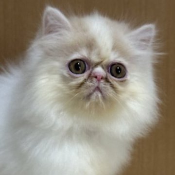 エキゾチックショートヘア【三重県・男の子・2023年6月15日・クリーム&ホワイト（ロングヘア）】の写真「お猿さんぽいお顔のなんとも愛くるしい男の子」