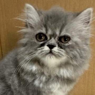 エキゾチックショートヘア【三重県・女の子・2023年6月9日・ブルー（ロング）】の写真「お鼻の長い男の子」