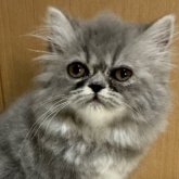 エキゾチックショートヘア