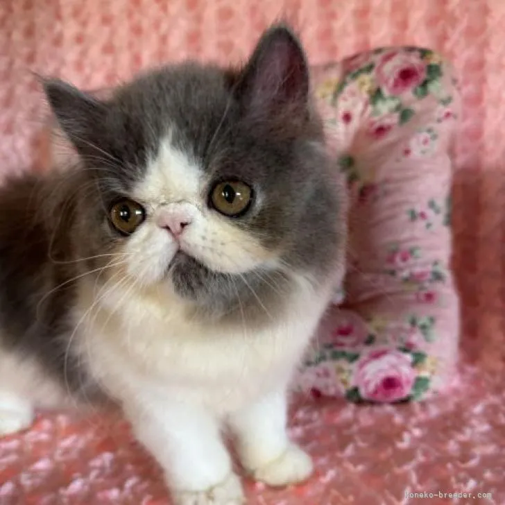 ID：2208-01942の子猫