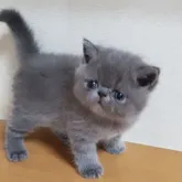 エキゾチックショートヘア【三重県・男の子・2022年5月19日・ブルー】の写真5