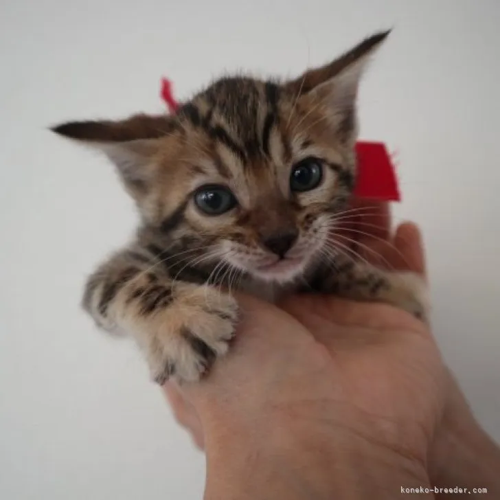 みきママ 様のお迎えした子猫