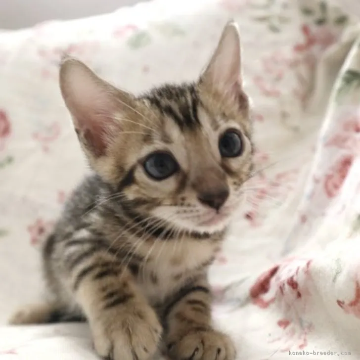 ID:2309-02427の子猫