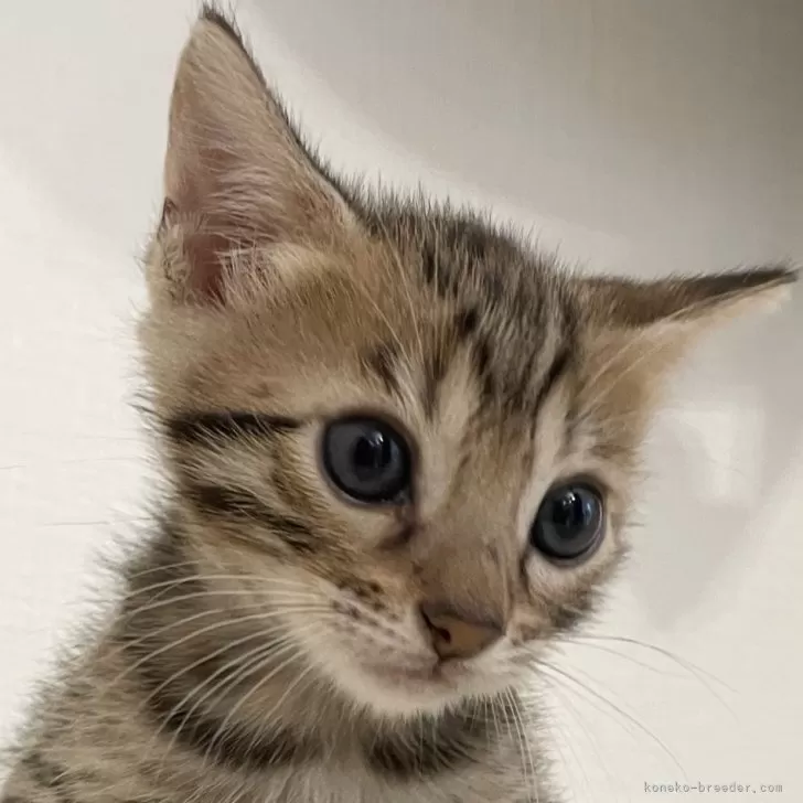 K.T 様のお迎えした子猫