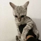 ベンガル【神奈川県・男の子・2025年8月14日・ブルースポテッドタビー(ロゼット)】の写真3「しがみつく子猫」