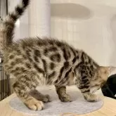 ベンガル【神奈川県・男の子・2025年8月14日・ブラウンスポテッドタビー(ロゼット)】の写真9