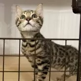 ベンガル【神奈川県・男の子・2025年8月14日・ブラウンスポテッドタビー(ロゼット)】の写真3