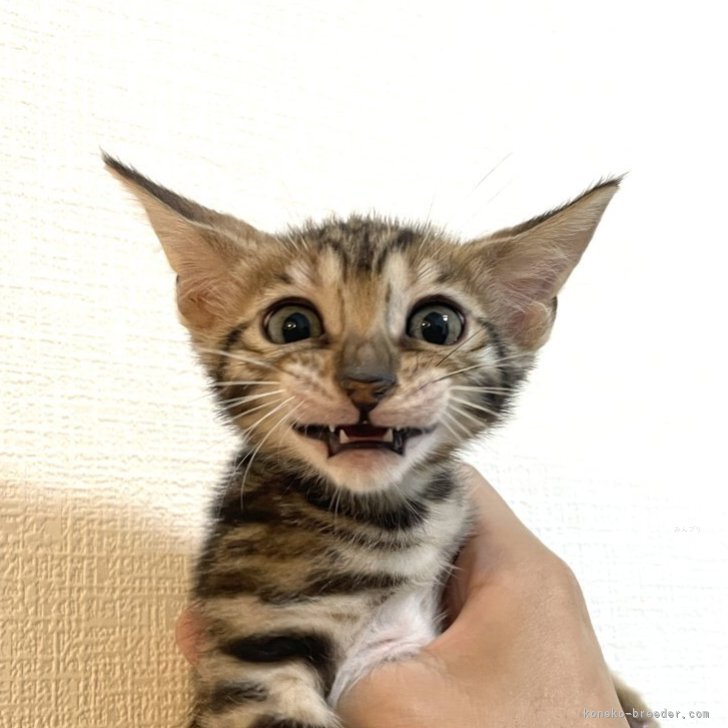 ブリーダー画像