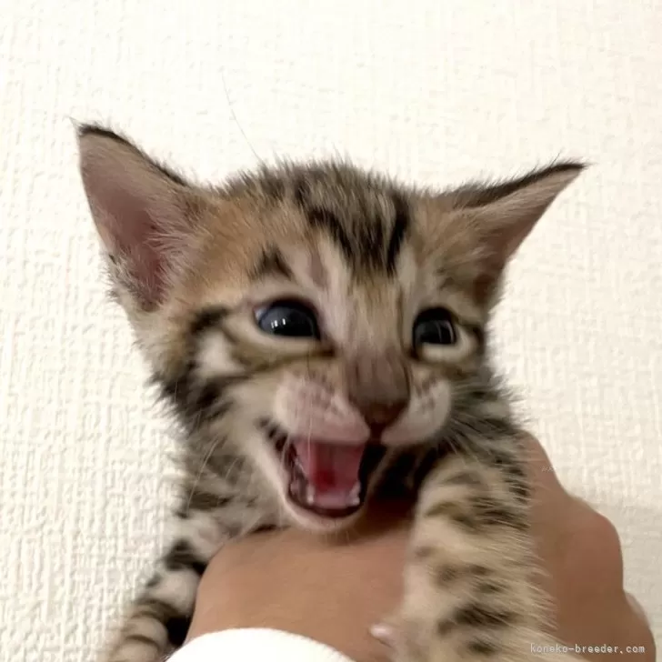 ID：2507-00599の子猫