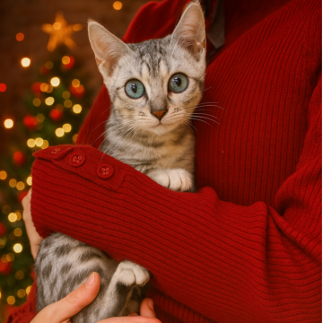 ベンガル【神奈川県・男の子・2025年8月14日・ブルースポテッドタビー(ロゼット)】の写真「長時間の抱っこokな穏やかな男の子です」