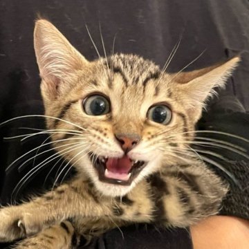 ベンガル【神奈川県・男の子・2025年8月14日・ブラウンスポテッドタビー(ロゼット)】の写真「人懐っこさの塊なキュートな子猫ちゃん」