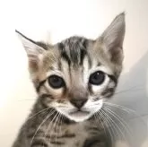 ベンガル