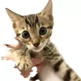 ベンガル【神奈川県・男の子・2025年8月14日・ブラウンスポテッドタビー(ロゼット)】の写真10