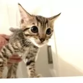 ベンガル【神奈川県・男の子・2025年8月14日・ブラウンスポテッドタビー(ロゼット)】の写真11