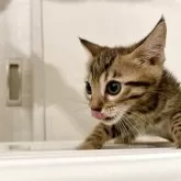 ベンガル【神奈川県・男の子・2025年8月14日・ブラウンスポテッドタビー(ロゼット)】の写真12