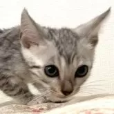 ベンガル【神奈川県・男の子・2025年8月14日・ブルースポテッドタビー(ロゼット)】の写真10「獲物を狙う顔」